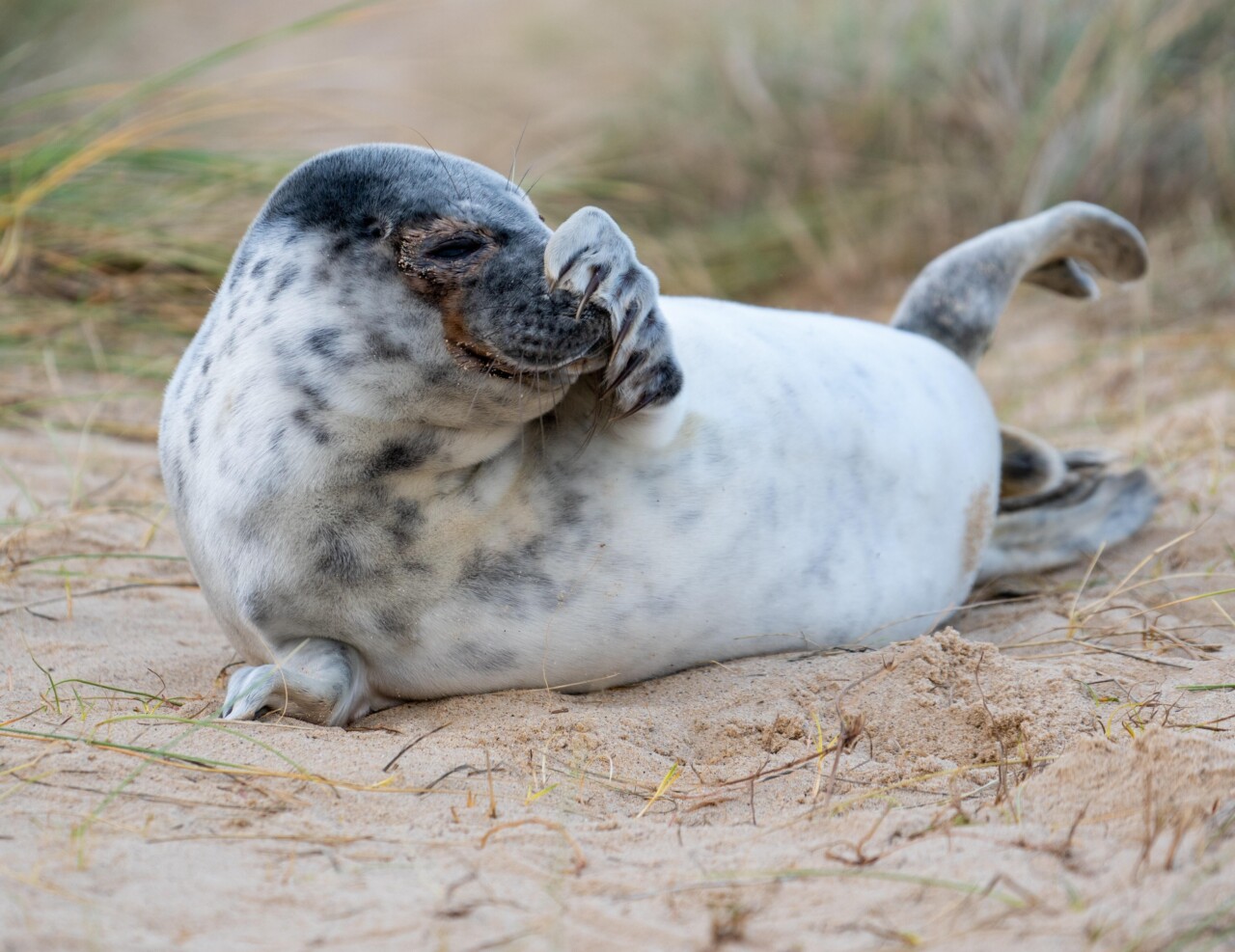 Norfolk Seals