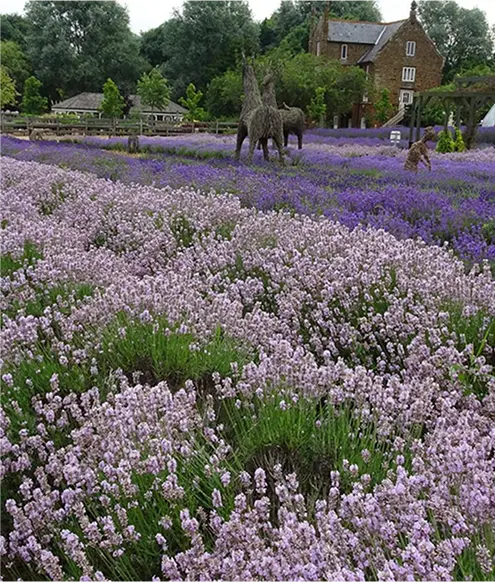 Lavender field near Ffolkes